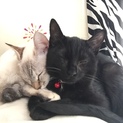 猫を愛してくれる方へ