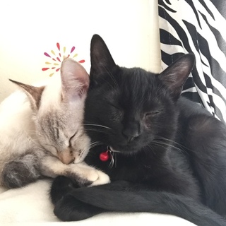 猫を愛してくれる方へ