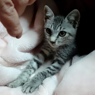 里親様決定！今週土曜日に受け渡し