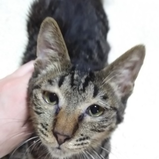 今年生まれたタレ目キジトラの男の子です♪