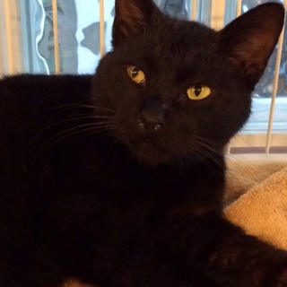 温厚な黒ちゃん