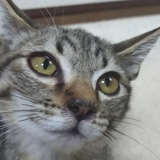 今年生まれたクリクリお目々の男の子です♪