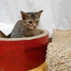 世那トライアルへ