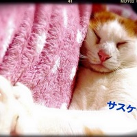 サスケ