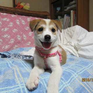 「わんたん（仮名）」愛護センター引き出し犬