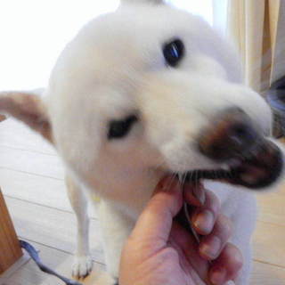 甘えん坊の女の子白柴の春陽(はるひ)です。