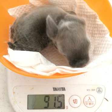 シルバーっぽいカラーになってきました。