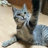しいた