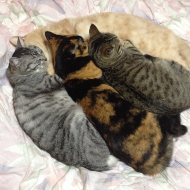 しいたのカバー写真