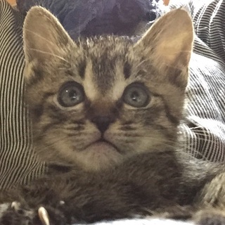 キジトラ子猫2ヶ月
