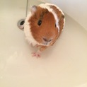 可愛いモルモットの♂です！
