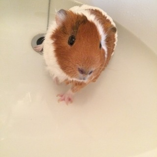 可愛いモルモットの♂です！