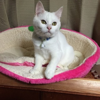 綺麗な目の人慣れした男の子