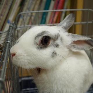 寺小屋保護っ子★チャオビちゃん★