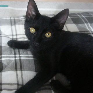 いつでもご機嫌！ツヤツヤ黒猫トンちゃん