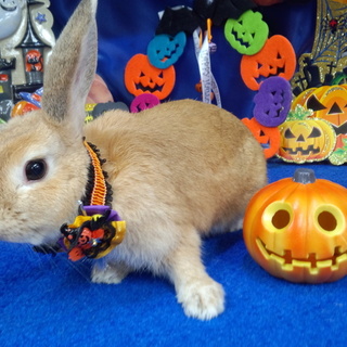 とても美人のロップイヤーのうさぎです。