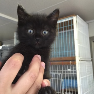 推定2か月愛くるしい黒猫の女の子「エシャロット」