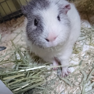 素敵な里親さんが見つかりました(*^^*)