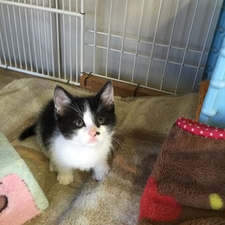 推定2か月人が大好きな男の子「アスパラ」