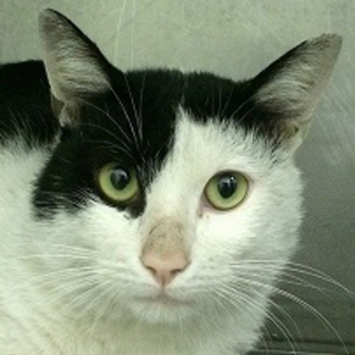 僕を家族にして下さい！いい子にしてるから。