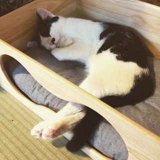 11/15中目黒里親会参加 人慣れ子猫 モモくん