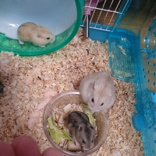 赤ちゃんジャンガリアンハムスター里親募集