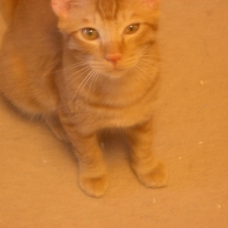 ３兄弟＋紅一点　龍（りゅう）