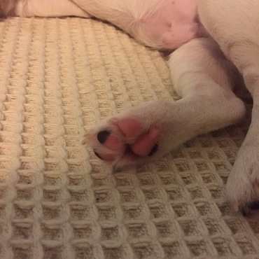 お腹も肉球もまだピンクでやらかい