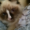 かわいい猫ちゃん１歳です
