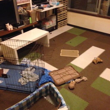 お留守番しっぱい（T△T）