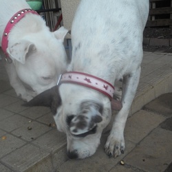 どんぐりコロコロ キナコちゃんとポニョちゃん