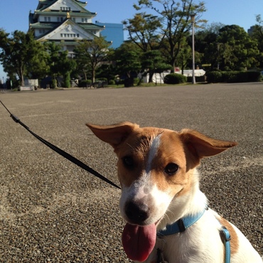 だいぶおっきくなりました