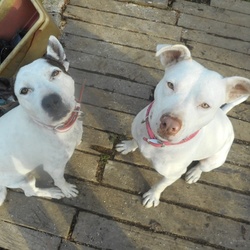 犬は笑いますか？