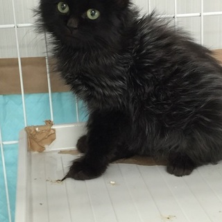 まっくろくろすけちゃん里親さん募集