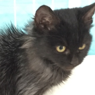 けだまちゃん里親さん募集