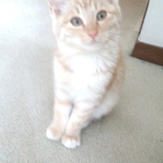 お庭で出産子育てされたきれいな子猫