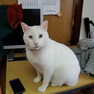 猫オス10歳人懐こいです