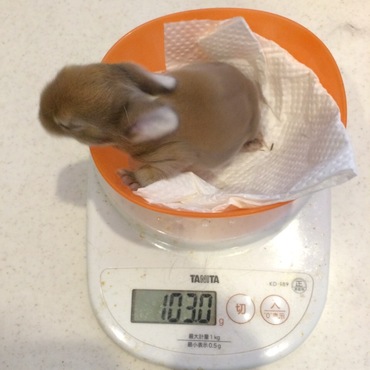 毛色がベージュからオレンジっぽくなってきました。