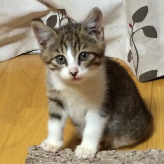 可愛いみかんちゃん