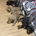 雑種2ヶ月半の子犬