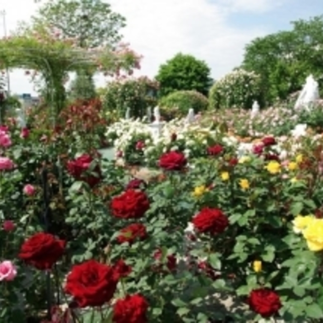 balthus1017のカバー写真