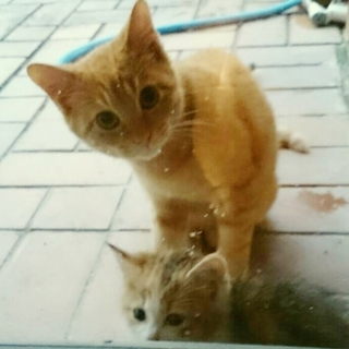 茶トラのせんちゃんと生まれたばかりのちび