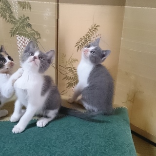 ﾌﾞﾗｲﾀﾞﾙﾍﾞ‐ﾙに包まれて( ´・ω｜