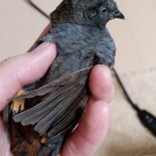 ヒメウズラの成鳥