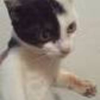 スコティッシュハーフの男の子