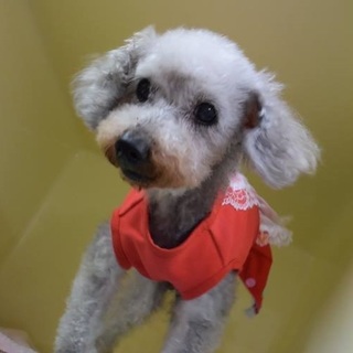 ★★お利口さんのヴィオレッタ（ヴィヴィ）ちゃん★★