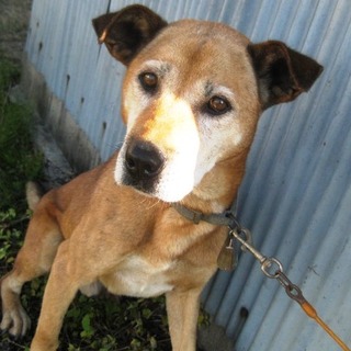 期限切迫！！シニアの大型男の子の家族募集。