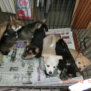 10月1日生まれの子犬です