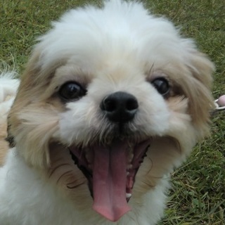 1歳・社会性トイレもバッチリ、健康元気シーズー明生