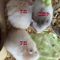 長毛ゴールデンハムスター里親募集